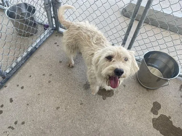 Adoptable Dog