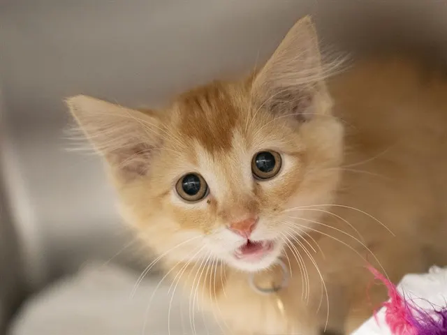 Stubbs