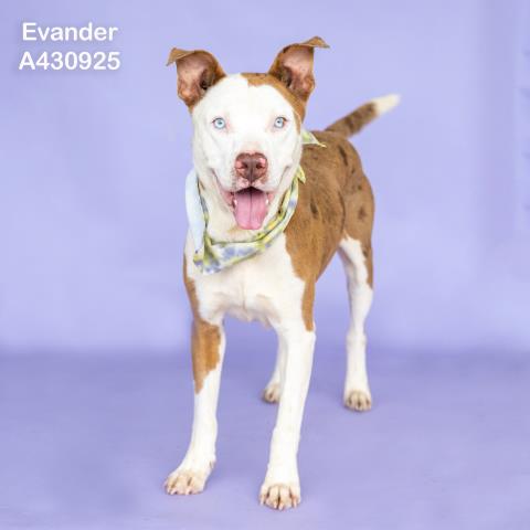 Evander