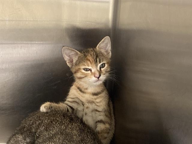 Bonita