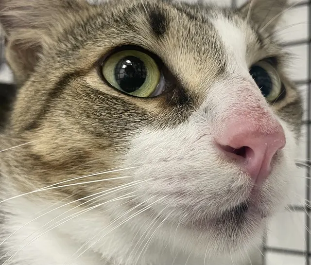 Adoptable Cat