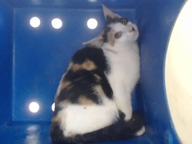 Adoptable Cat
