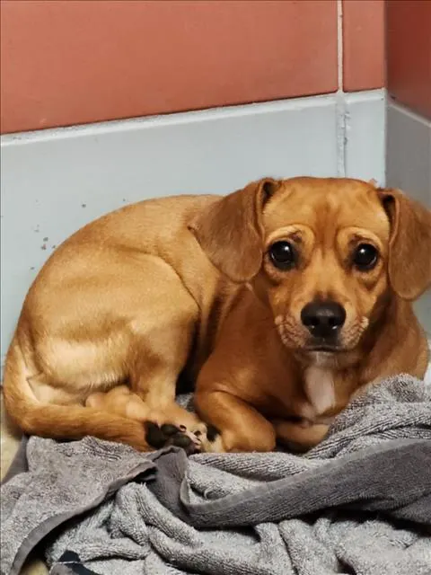 Adoptable Dog
