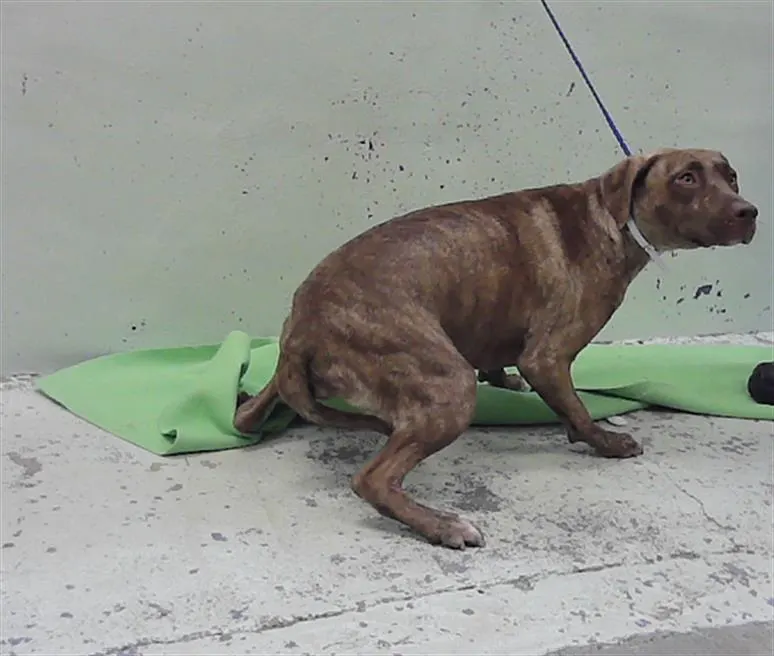 Adoptable Dog