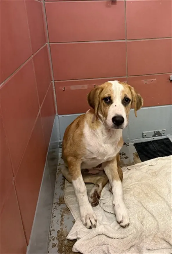 Adoptable Dog