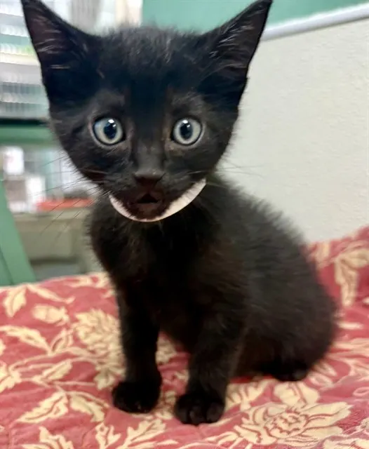 Jet