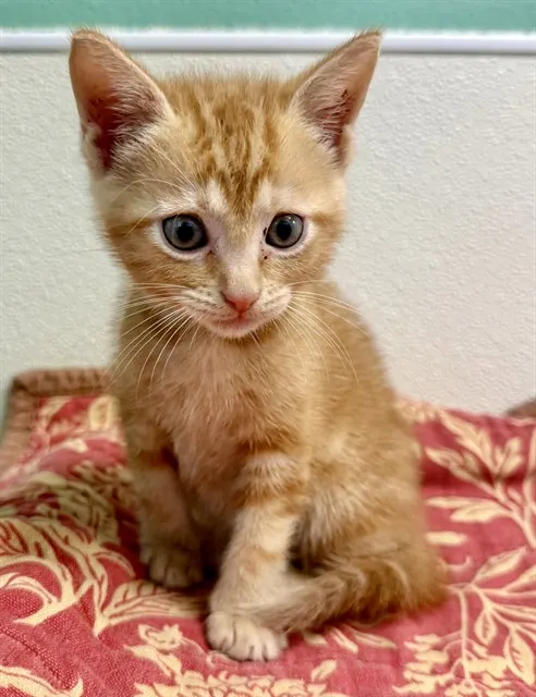 Leo