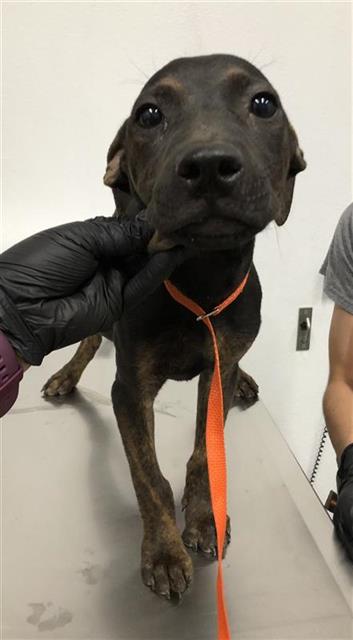 Adoptable Dog