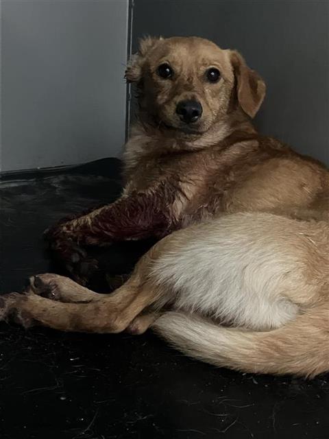 Adoptable Dog