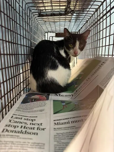 Adoptable Cat