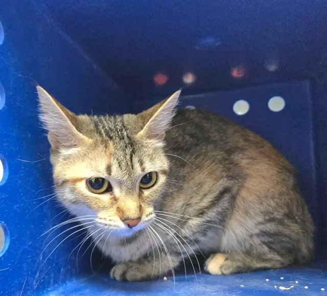 Adoptable Cat