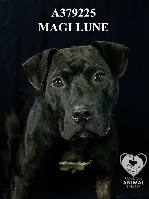Magi Lune