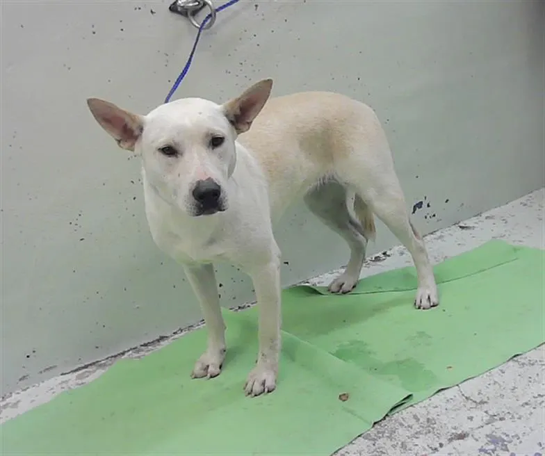 Adoptable Dog