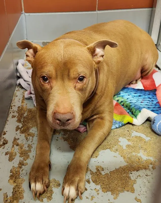 Adoptable Dog