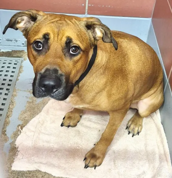 Adoptable Dog
