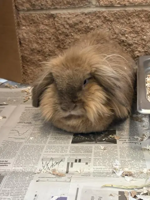 Leo