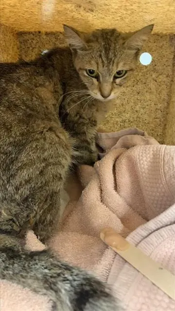 Adoptable Cat