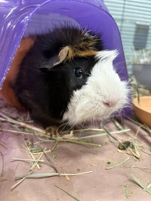 Hamlet