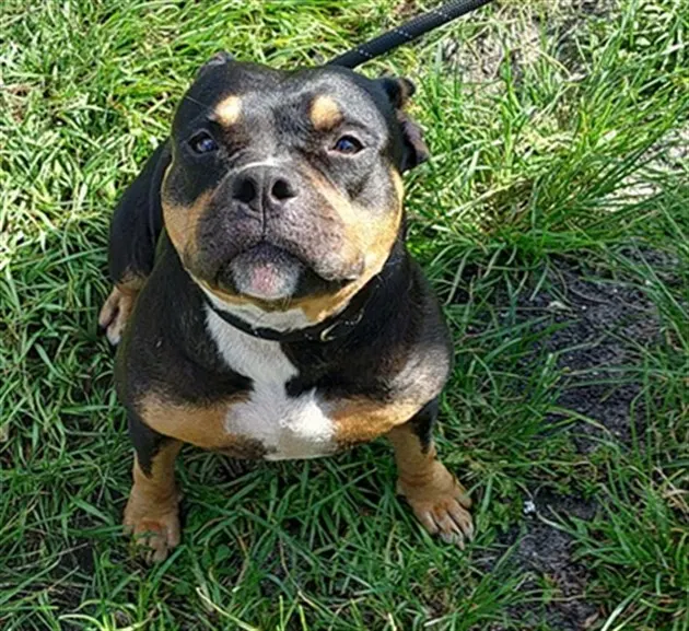 Lulu