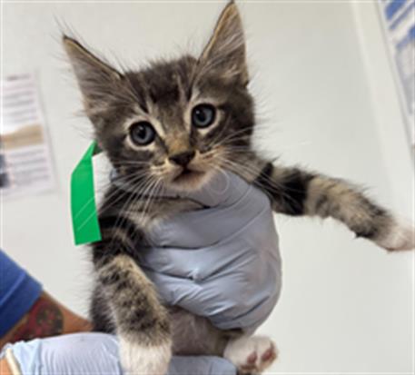 *Mittens