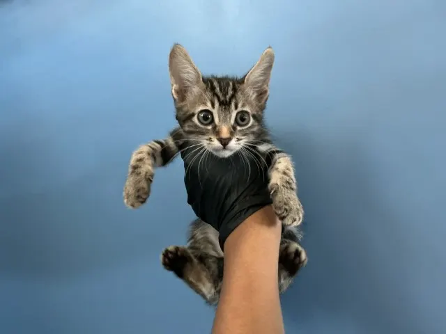 Bob