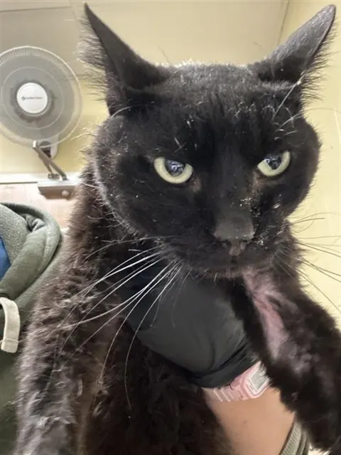 Adoptable Cat