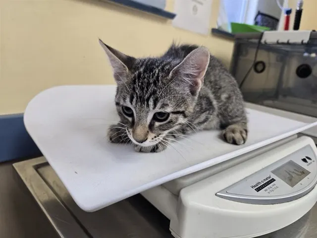 Adoptable Cat
