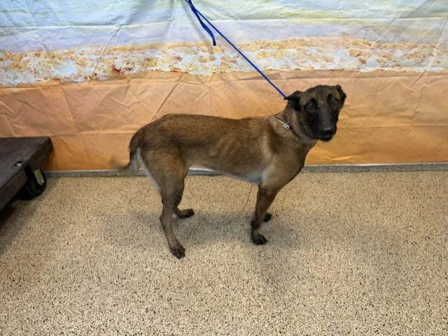 Gina