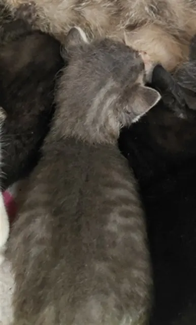 Adoptable Cat