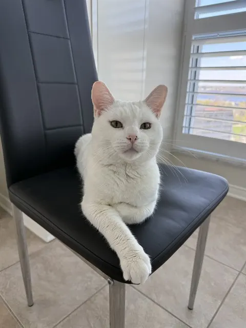 Tartar Sauce