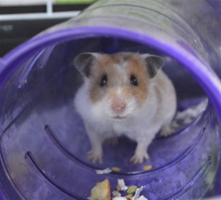 Hamtaro
