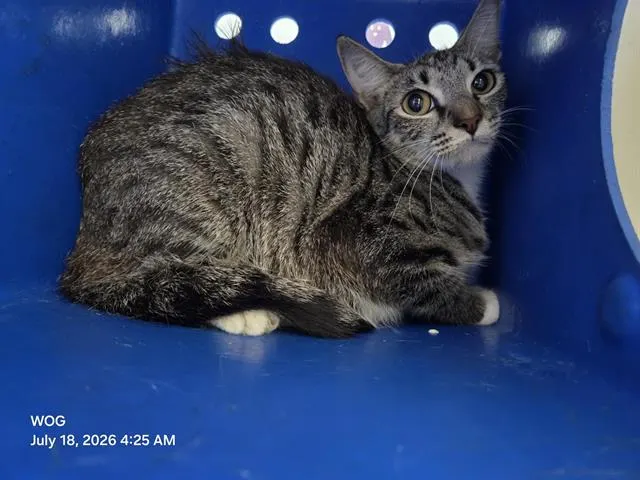 Adoptable Cat