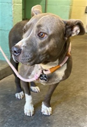 Adoptable Dog