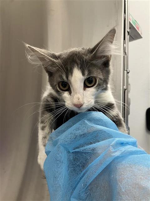 Adoptable Cat