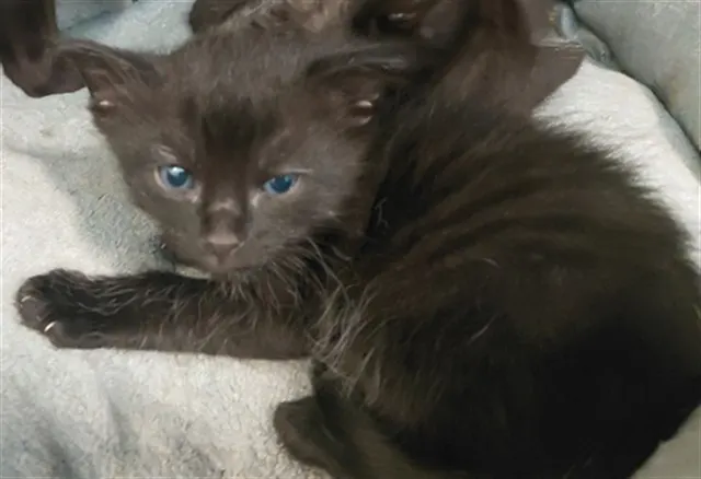 Kit2