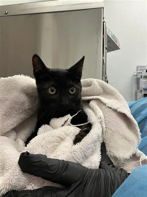 Adoptable Cat