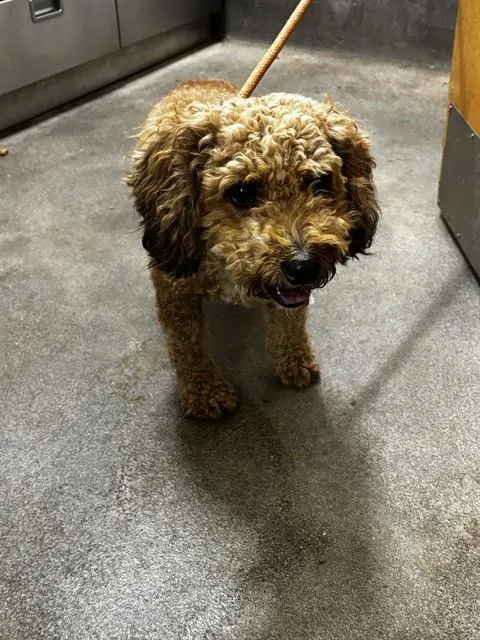 Adoptable Dog