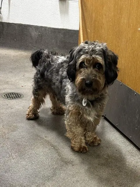 Adoptable Dog