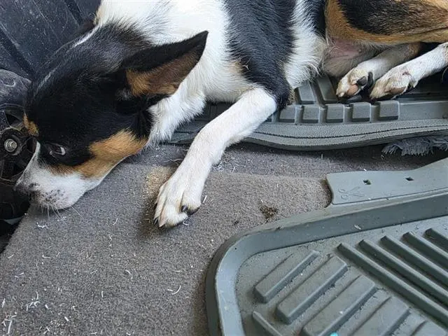 Oz