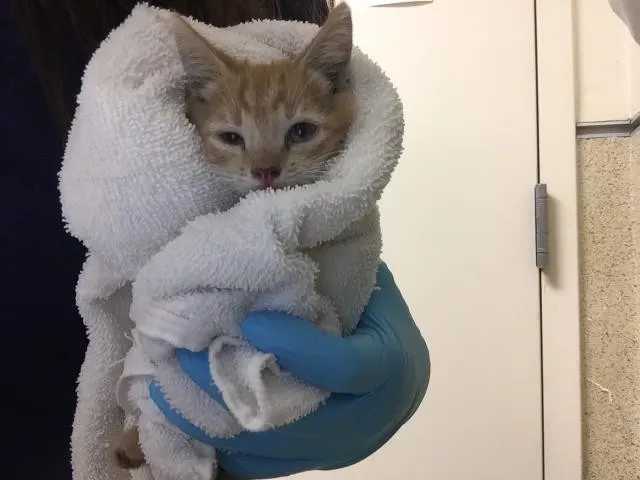 Morty