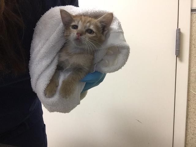 Marmalade