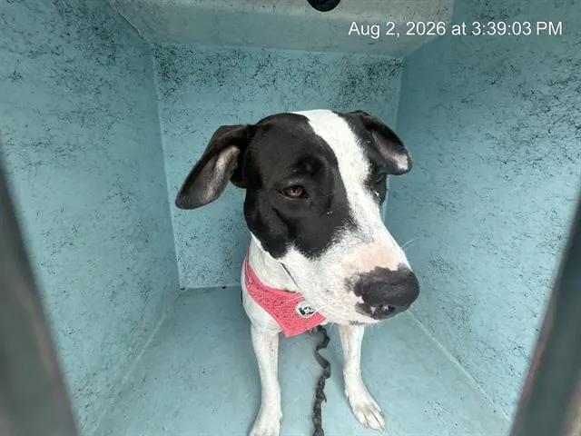 Adoptable Dog