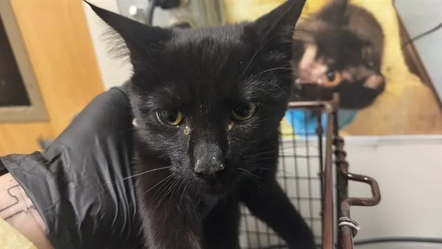 Blackie