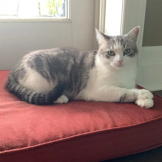 Bella