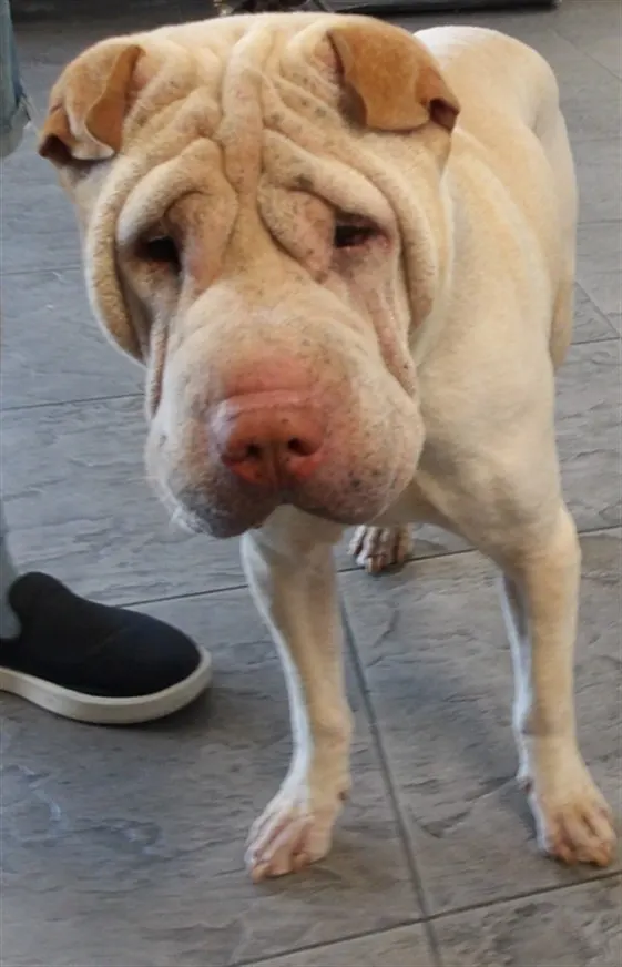 Guero