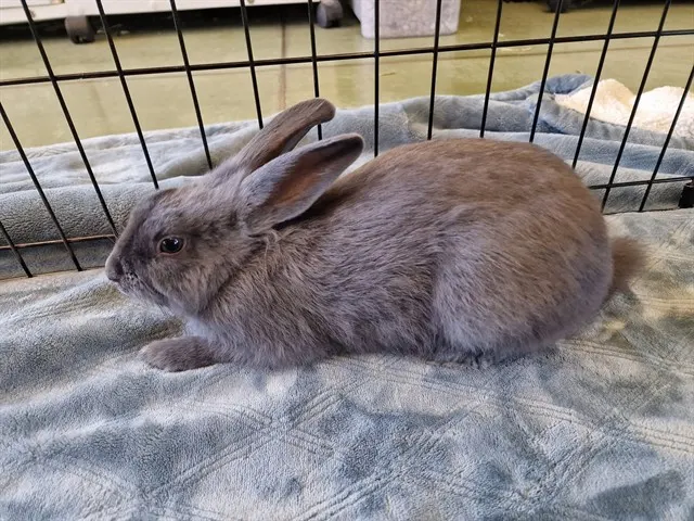 Binkster