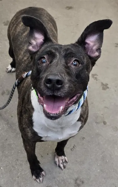 Adoptable Dog