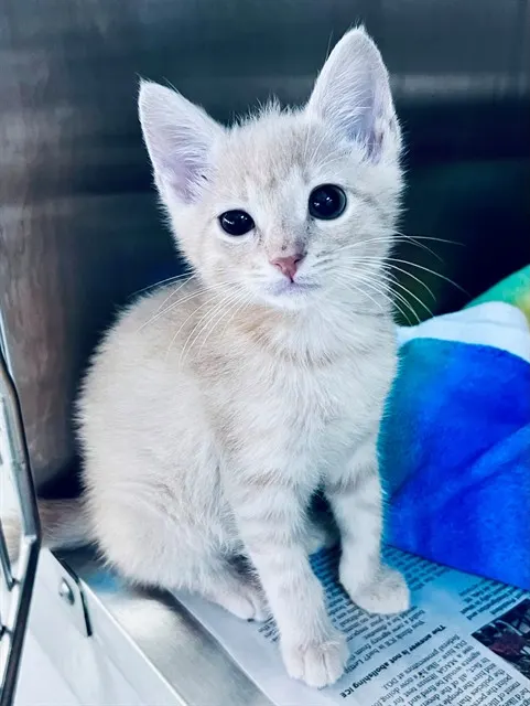 Leo