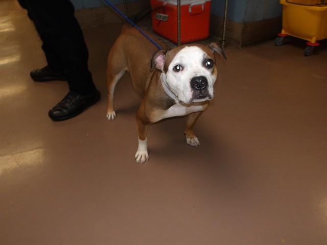 Adoptable Dog
