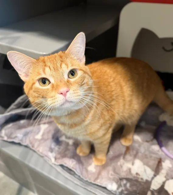 Cheeto